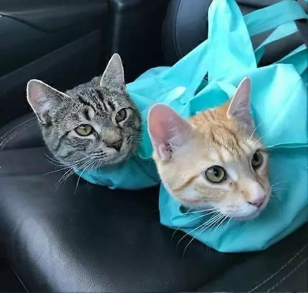 Aberfields Kattebæreveske, Aberfields Kattebæreveske Bag for Voksen Katt - Perfekt green