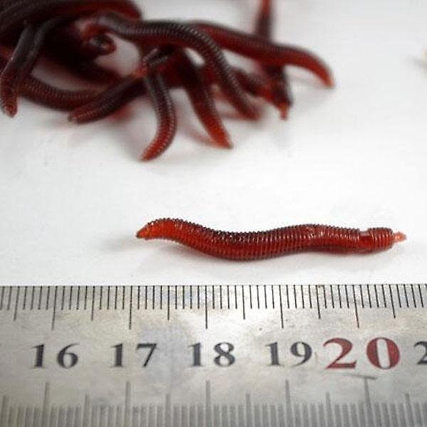 25 stk blød regnorm fiskelokke Silikone Rød orme lokkemad plastik - Perfet