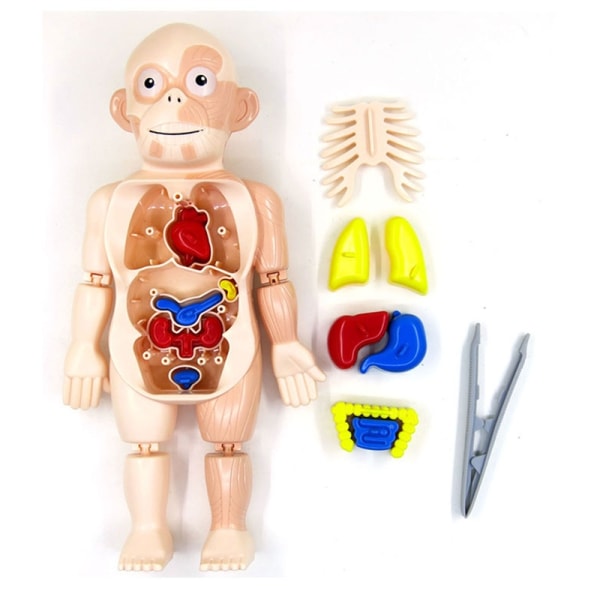 3D-ihmiskehon anatomialelu Tee-se-itse -sarjat Body Organs Opetustyökalu - Perfet