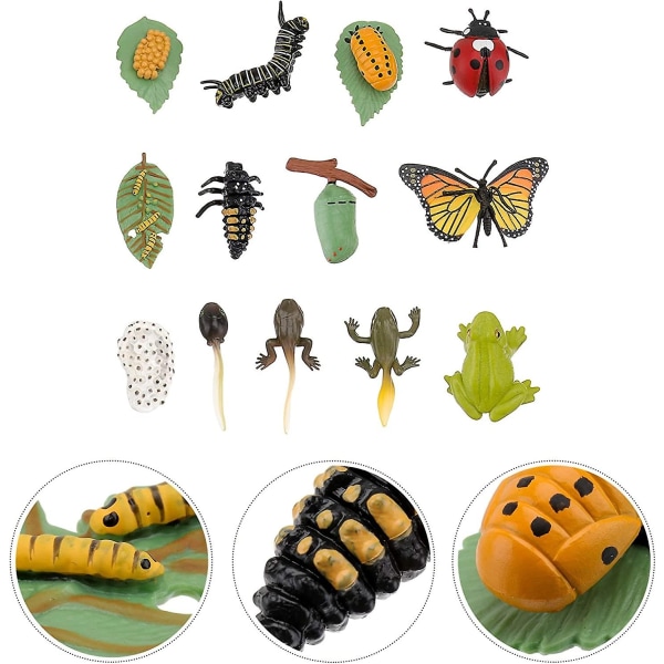 3 sæt plastik livscyklus legetøj Mariehøne dyrkningssæt Frog Life Cycle Butterfly Life Cycle Kit Bugs Kife Legetøj - Perfet