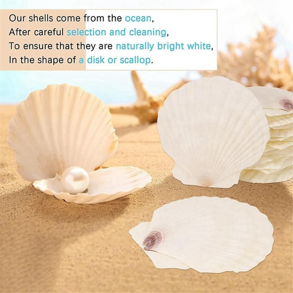 15 kpl Natural Seashell White 4-4,7 tuuman DIY kampasimpukka - Perfet