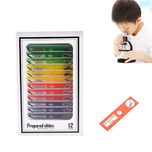 12 Förberedda Mikroskopglas Objekt för Student Grundläggande Biologiutbildning - Perfekt