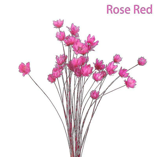30 st Daisy Små Stjärnformade Torkade Blommor Bukett Konserverade Blommor för Bröllopsdekoration-Perfekt Rose Red