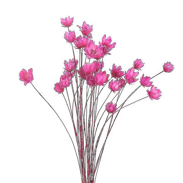 30 stk. Daisy Små Stjerne Tørrede Blomster Buket Bevar Blomst til Bryllup Dekoration-Perfet Rose Red