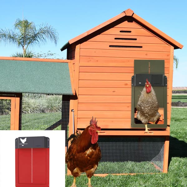 ChickenGuard Premium Automatisk Hönshusdörr, Automatisk Hönshusdörr, Automatisk Hönshusdörr, Hönshus (Grön)