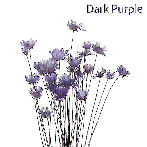 30 kpl Daisy Small Star Kuivattuja Kukkia Kimppu Säilytetty Kukkia Hääkoristeluun - Täydellinen Dark Purple