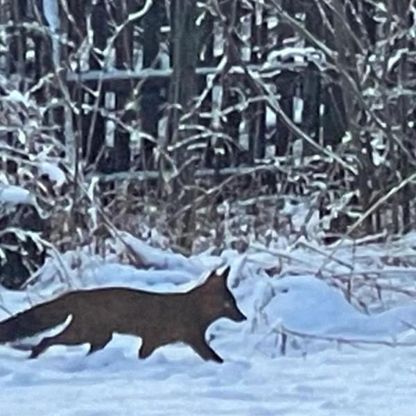 Viihtyisä, rustiikkinen metallikettu puutarhakoristeeksi sisäosilla, rautakettu puutarhakoristeeksi 30cm