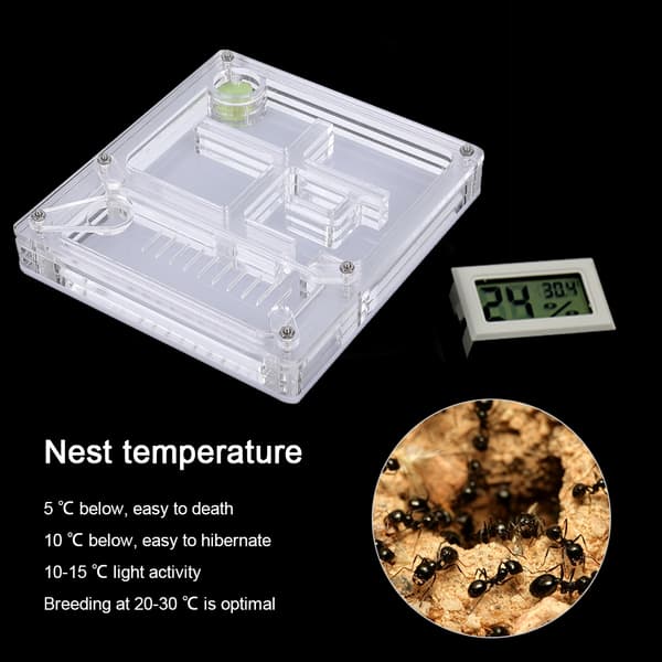 Transparent Myretue Formicarium Display Box Akryl
