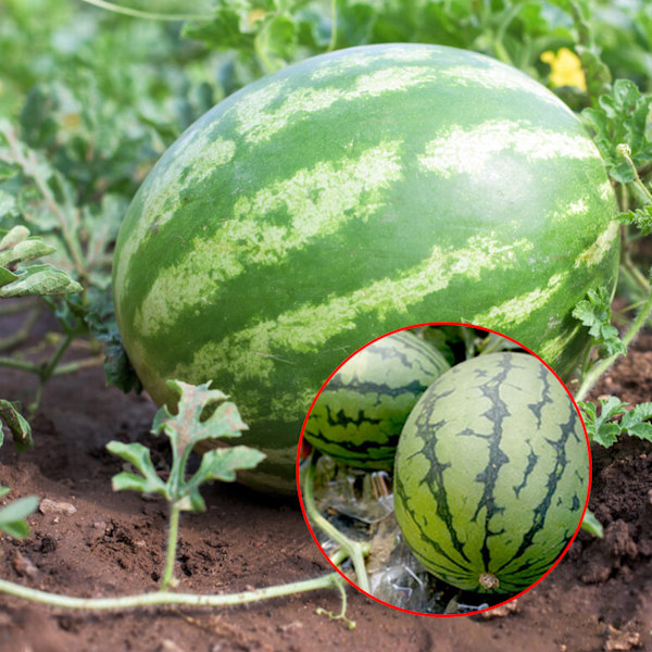 Kestävä kirkas PET-meloniteline hedelmätarhoihin ja kotipuutarhoihin meloneille ja kurpitsoille