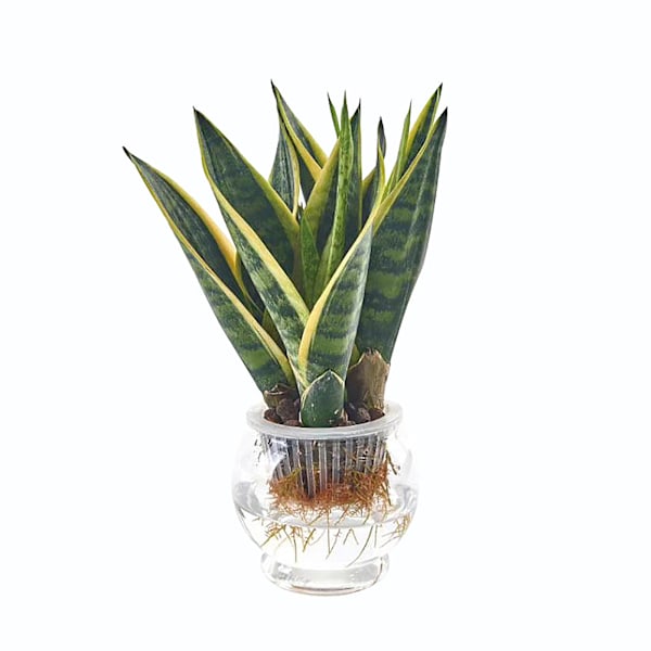 Klare hydroponiske vaser i plast: Perfekt for å dyrke små blomster og enkelt observere røtter.