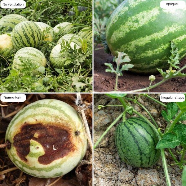Holdbar Klar PET Melonstøtte for Frukthager og Hjemmehager for Meloner og Gresskar