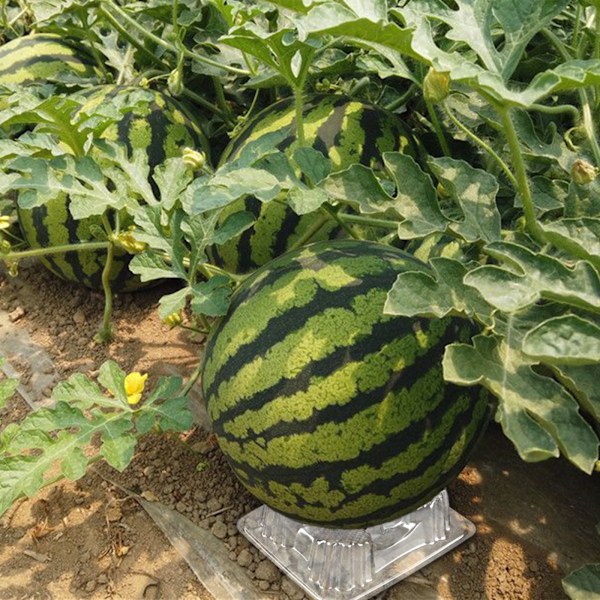 Holdbar Klar PET Melonstøtte for Frukthager og Hjemmehager for Meloner og Gresskar