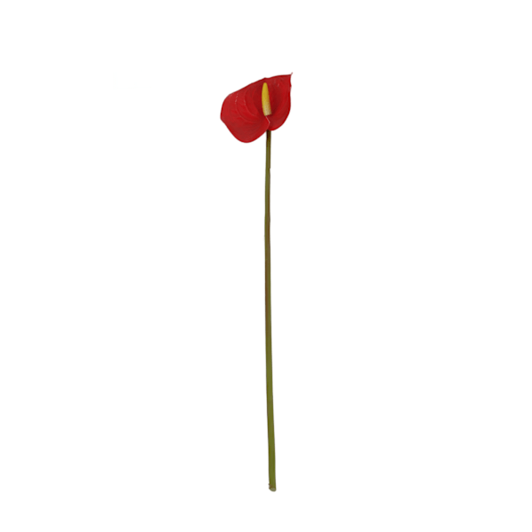 3D Simulation af Flamingo Anthurium Blomsterbuketter til Stueindretning