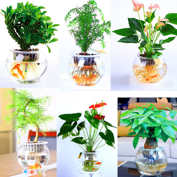 Klare hydroponiske vaser i plast: Perfekt for å dyrke små blomster og enkelt observere røtter.