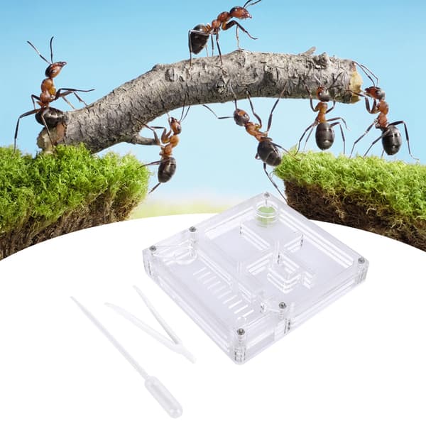 Transparent Myretue Formicarium Display Box Akryl