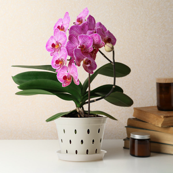 \"Vit Blomkruka Set för Phalaenopsis - 5 Transparenta Plantkoppar med Brickor\"