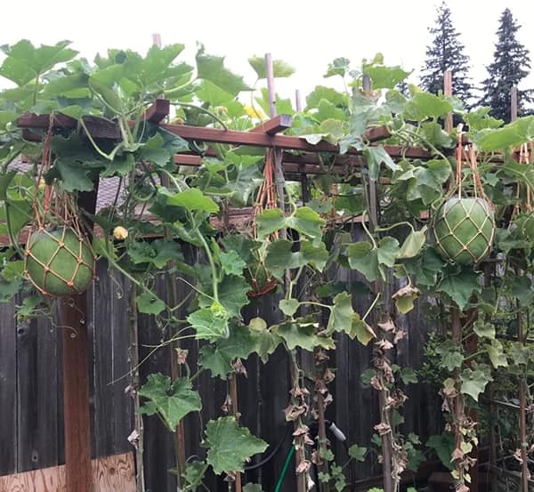 Melonhængekøjer, 5-pak net til meloner, perfekt til dyrkning af cantaloupe, vandmelon i lodret have (orange)
