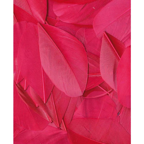 Fuchsia Lissade Fjädrar 3 g Lg 6 cm ungefär.