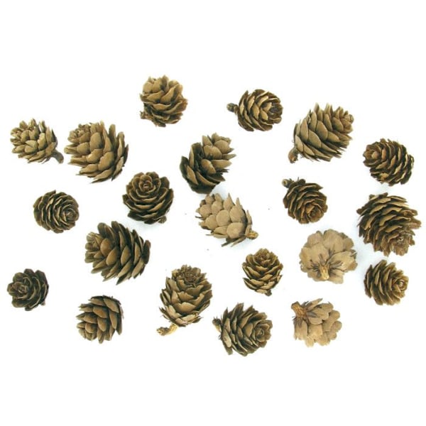 Kottar 1,5 till 3 cm 20 stycken Brun