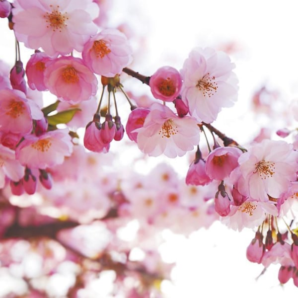 Parfym för tvål - Körsbärsblomma 27 ml Rosa