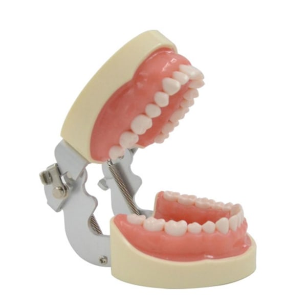 32 Dental Typodont Tänder Modell Avtagbar tand Modell Undervisning Studie Typodont röd