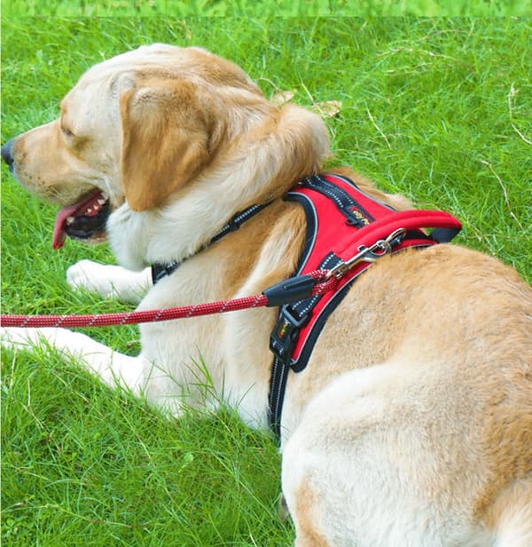 Bløt Hundesele m/refleks – robust & vannfast – rød, sort eller blå Blue Blå M