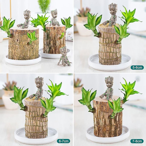 Mini brasiliansk tre potteplanter Ren luft Lucky Wood Plant Pot Hydroponic Plants Hydroponic Tree 5-6 Cm