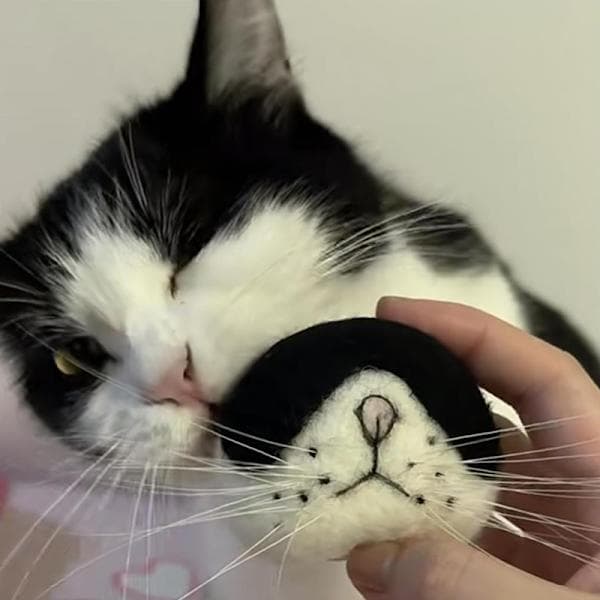 Kattmorrhår Förvaringsfilt Kylskåpsmagneter Kattmorrhår Kollektion A1 A1