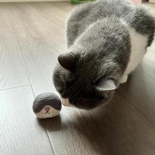 Kattmorrhår Förvaringsfilt Kylskåpsmagneter Kattmorrhår Kollektion A3 A3