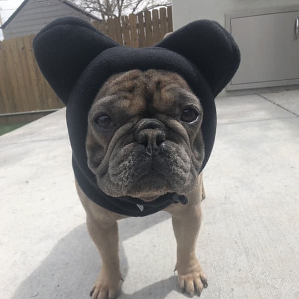 Varme Vinter Hundehuer Hundefleece Flagermushue SORT M sort M