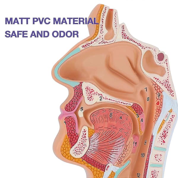 Anatomisk model af næsehule, svælg og strubehoved - Menneskelig anatomi til studier og fremvisning