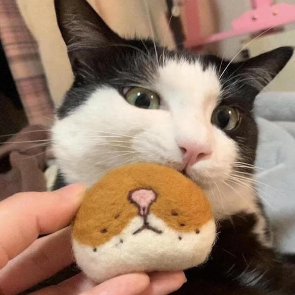 Kattmorrhår Förvaringsfilt Kylskåpsmagneter Kattmorrhår Kollektion A4 A4