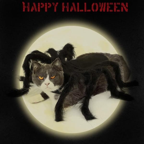Husdjurskläder, Cosplay Spindelkostym Katt Hund Rollspel Klä Upp