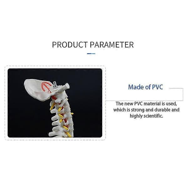 45 cm mänsklig ryggrad med bäcken, anatomisk modell med flexibelt stativ