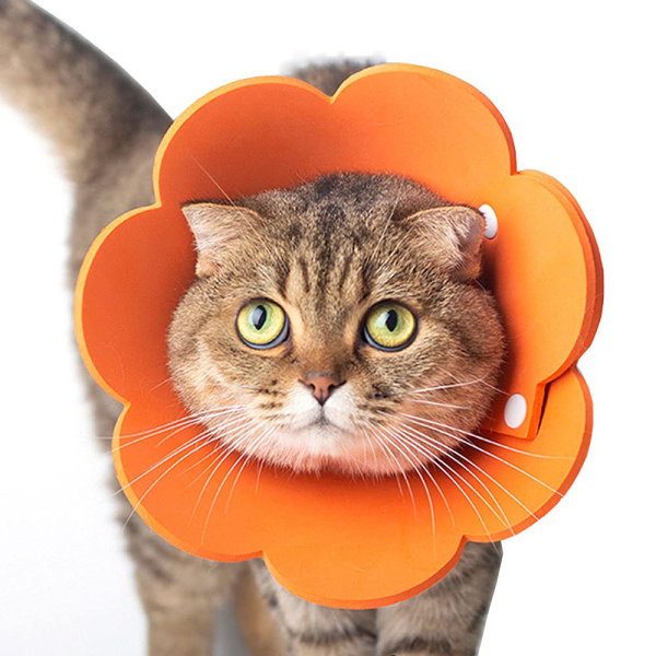 Djurhalskrage Anti-slickande halshalsband Katt Justerbar från 14-35 cm Lätt skyddskrage Elizabethansk halsband för katter (S, Orange)