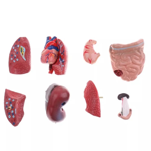 Unisex mänsklig bålkropp Anatomi Anatomisk modell