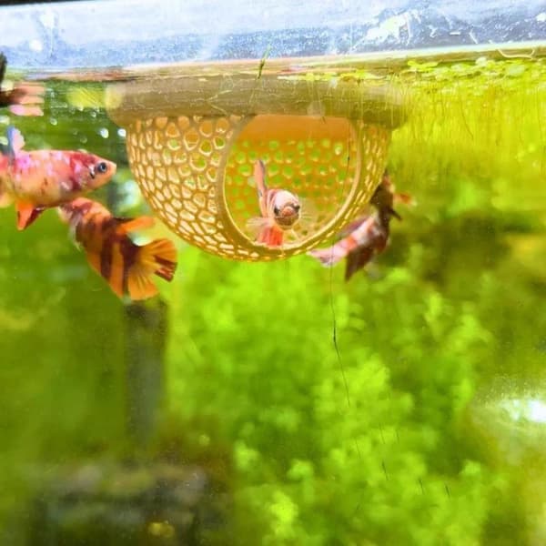 Akvarium Flydende Hule Fisk Rejer Skjulested Hængekøje Foder pink S