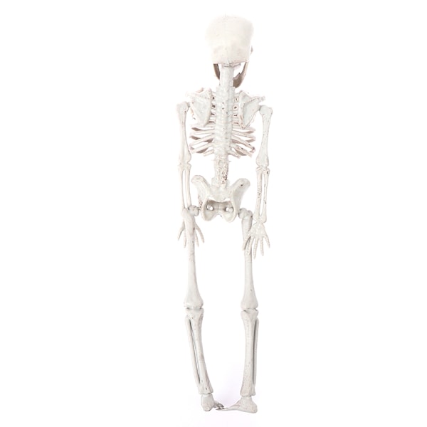 40cm Halloween Tricky Props Horror Skeleton Skeleton Scene Deco