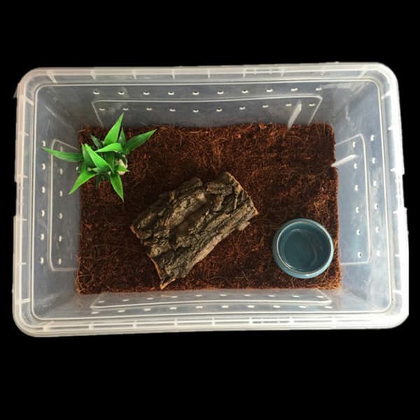 Reptilboks Mantis hoppende edderkopp silkeorm oppdrettsboks reptil B