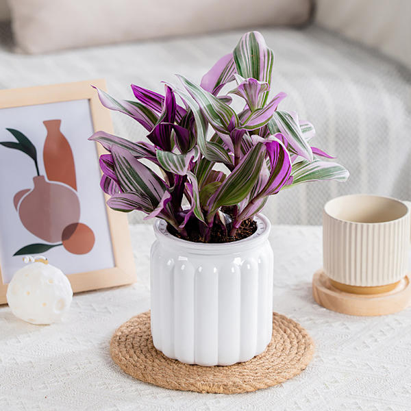 Runda självvattnande blomkrukor Hydroponics er självabsorberande W Gray