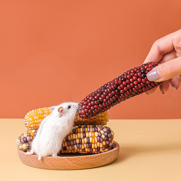 Mini Snack Mais Hamster Staple Molar Toy Golden Bear
