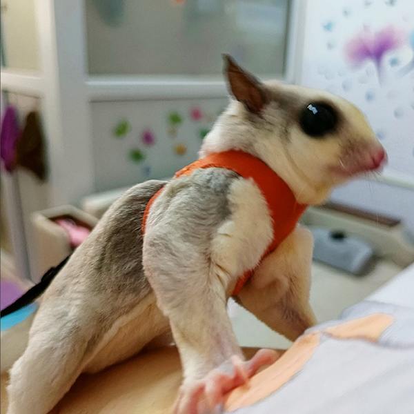 4 stk. Små kjæledyr bryststropp hamster ekorn anti-bitt spesial Pink