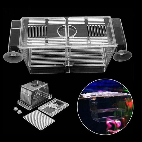 Akvarium Fiskeoppdrett Guppy Dobbel Avl Oppdretter Rearing Felle B