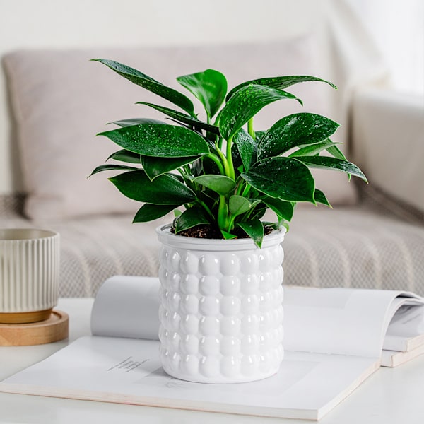 Mini selvvanding blomsterpot i plast Gray