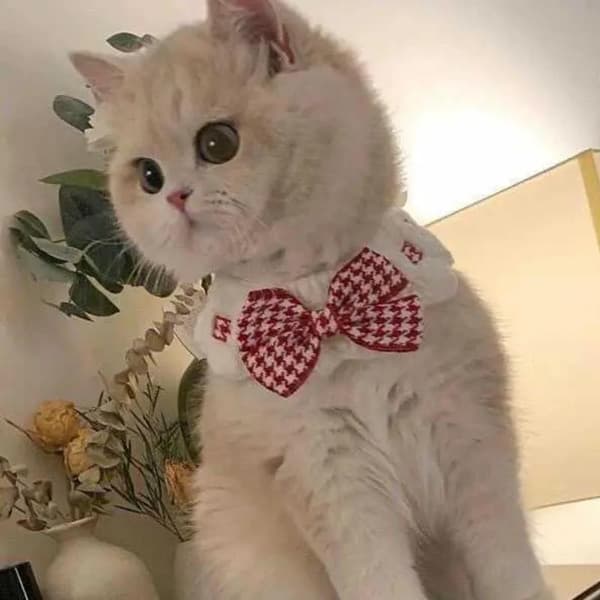 e Kattkrage Ull Virkade Katter Flugkrage För Kattunge Valp Red XS