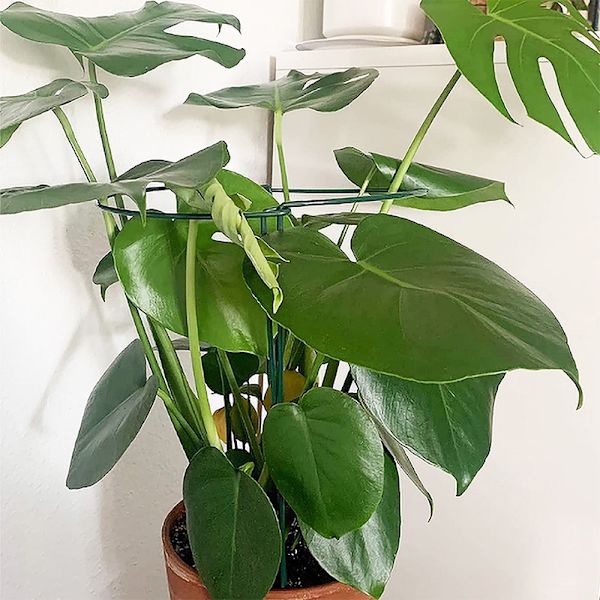 Hagesupport Blomsterstativ Gjenbrukbar Hagebeskyttelse Fiks 50CM
