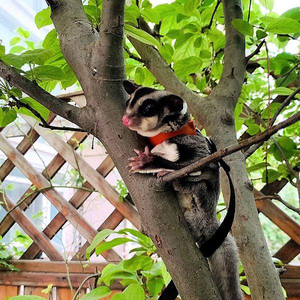 4 stk. Liten kjæledyr bryststropp hamster ekorn anti-bitt spesial Black