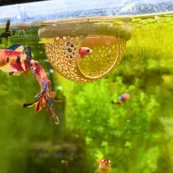 Akvarium Flydende Hule Fisk Rejer Skjulested Hængekøje Foder beige S
