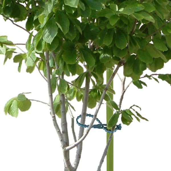 50/100 st Återanvändbara plaststödklämmor klämmor s Hanging Vine 100pcs