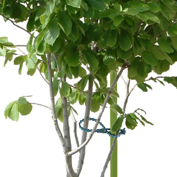 50/100 stk Gjenbrukbare plaststøtteklemmer klemmer s Hanging Vine 50pcs